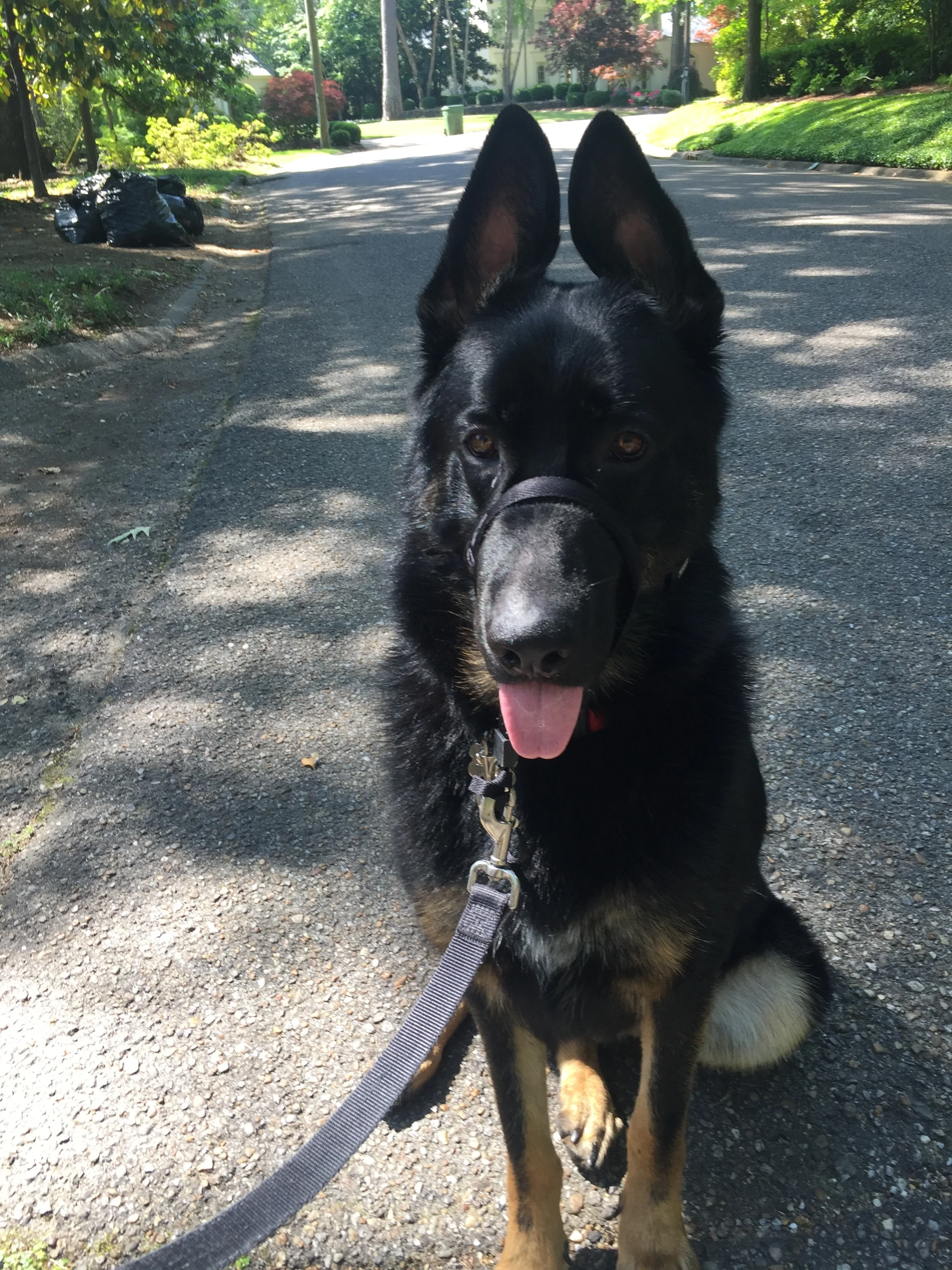 He Walks With Me