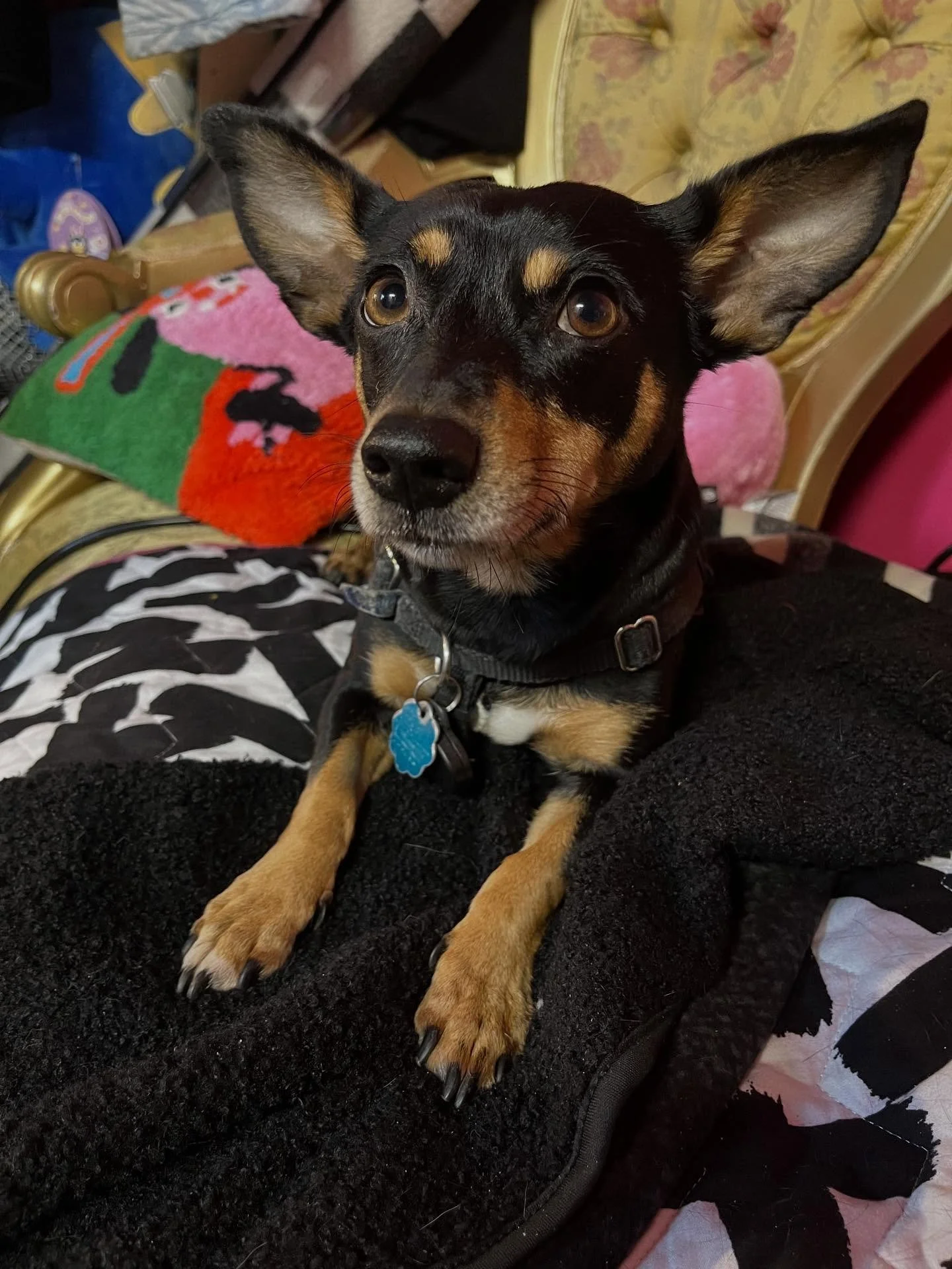 @pippidpartygirl wants you know about these events happening this weekend at some Portland area Magic Box locations:

Friday
Karaoke 7 PM at @chopstickshowcanbe

Sci-Friday Double Feature: Idiocracy &amp; Donnie Darko 7 PM at @spaceroompdx

Karaoke w