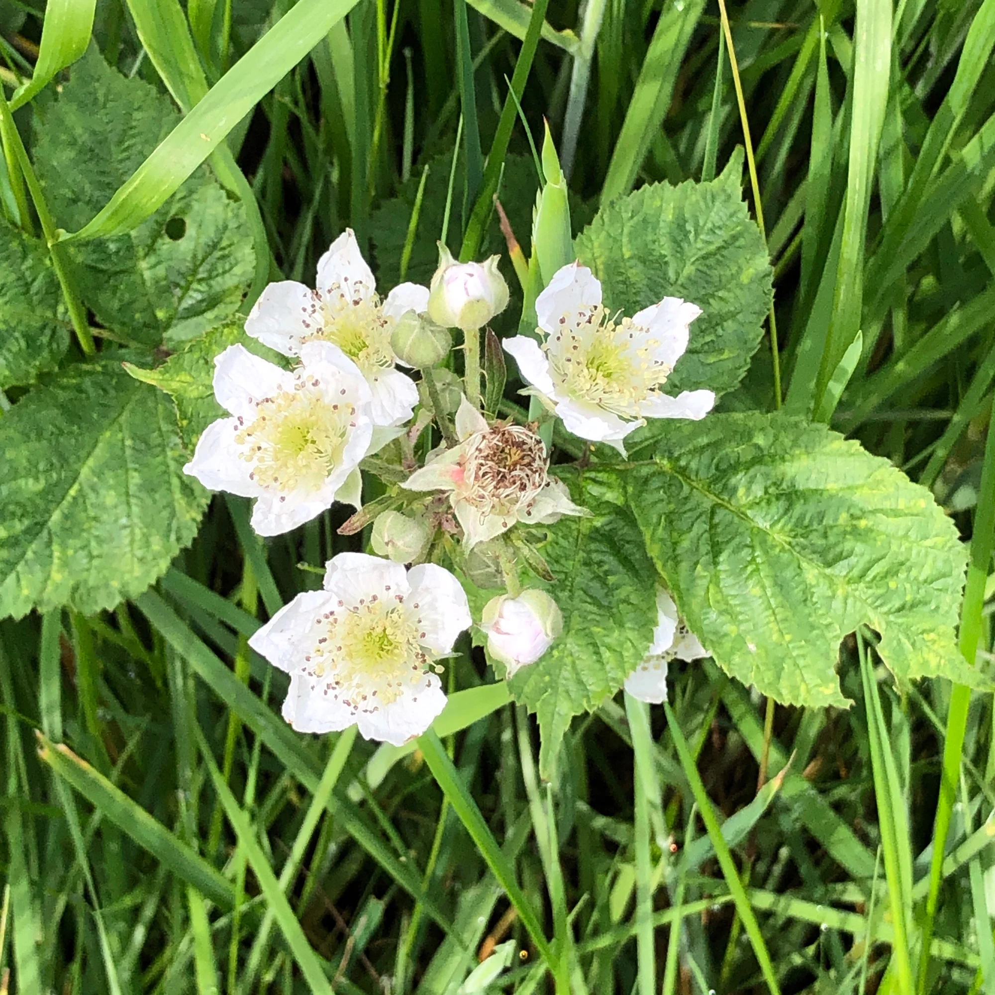 Bramble Blossom