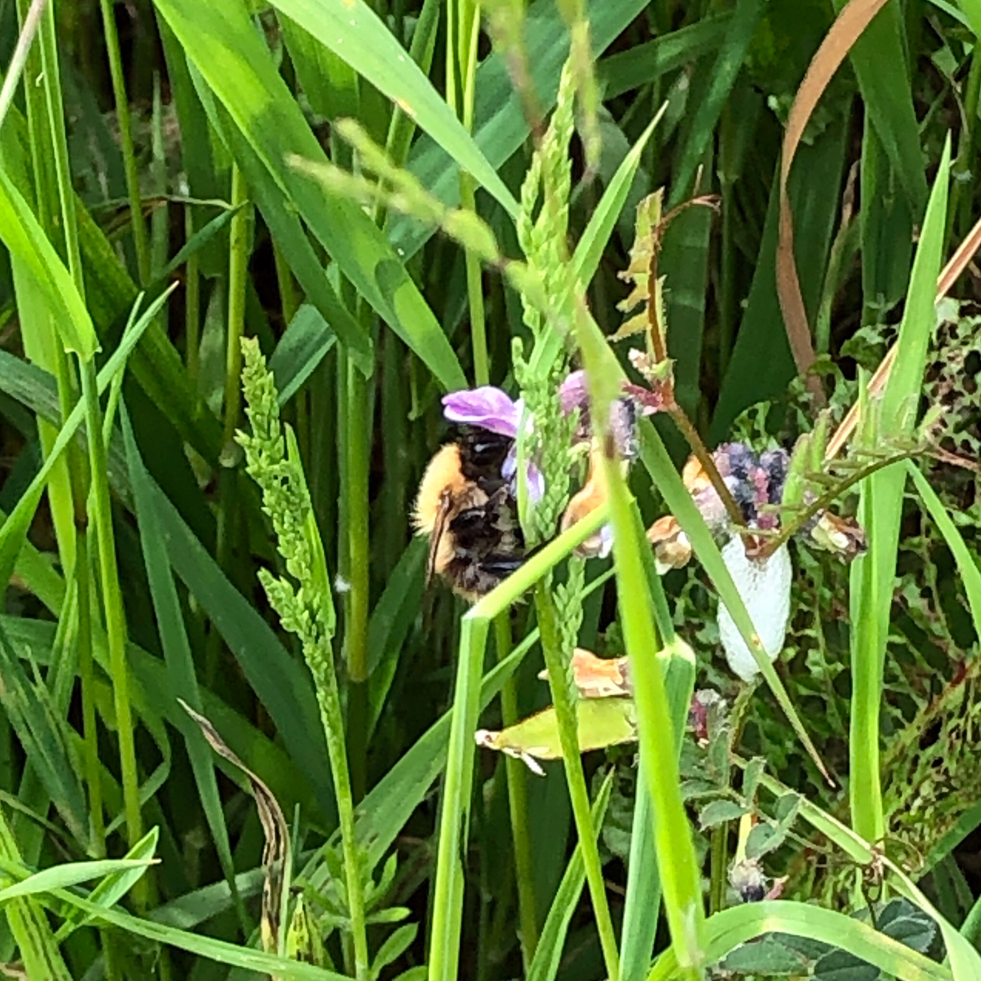 Bumble Bee