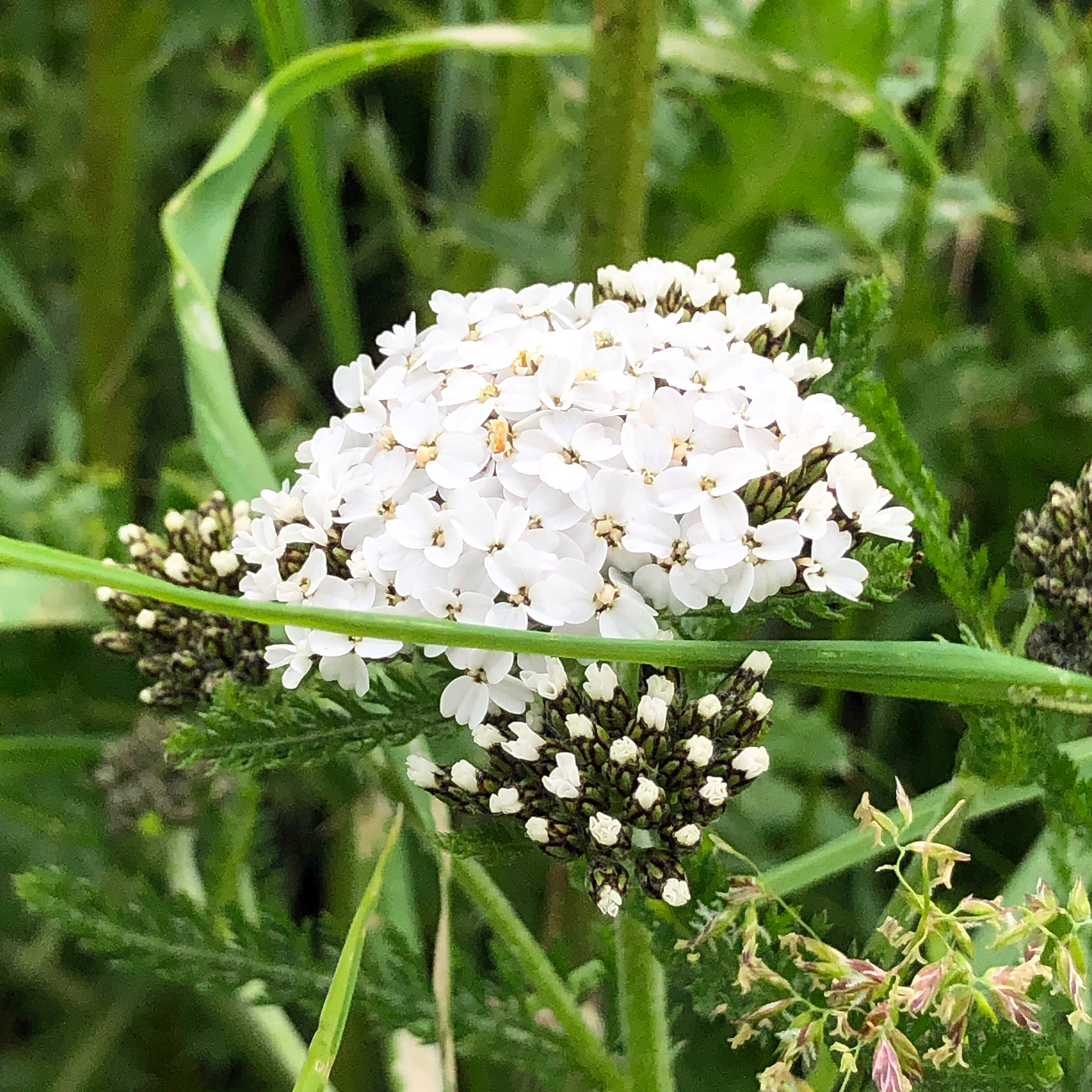 Cow Parsley