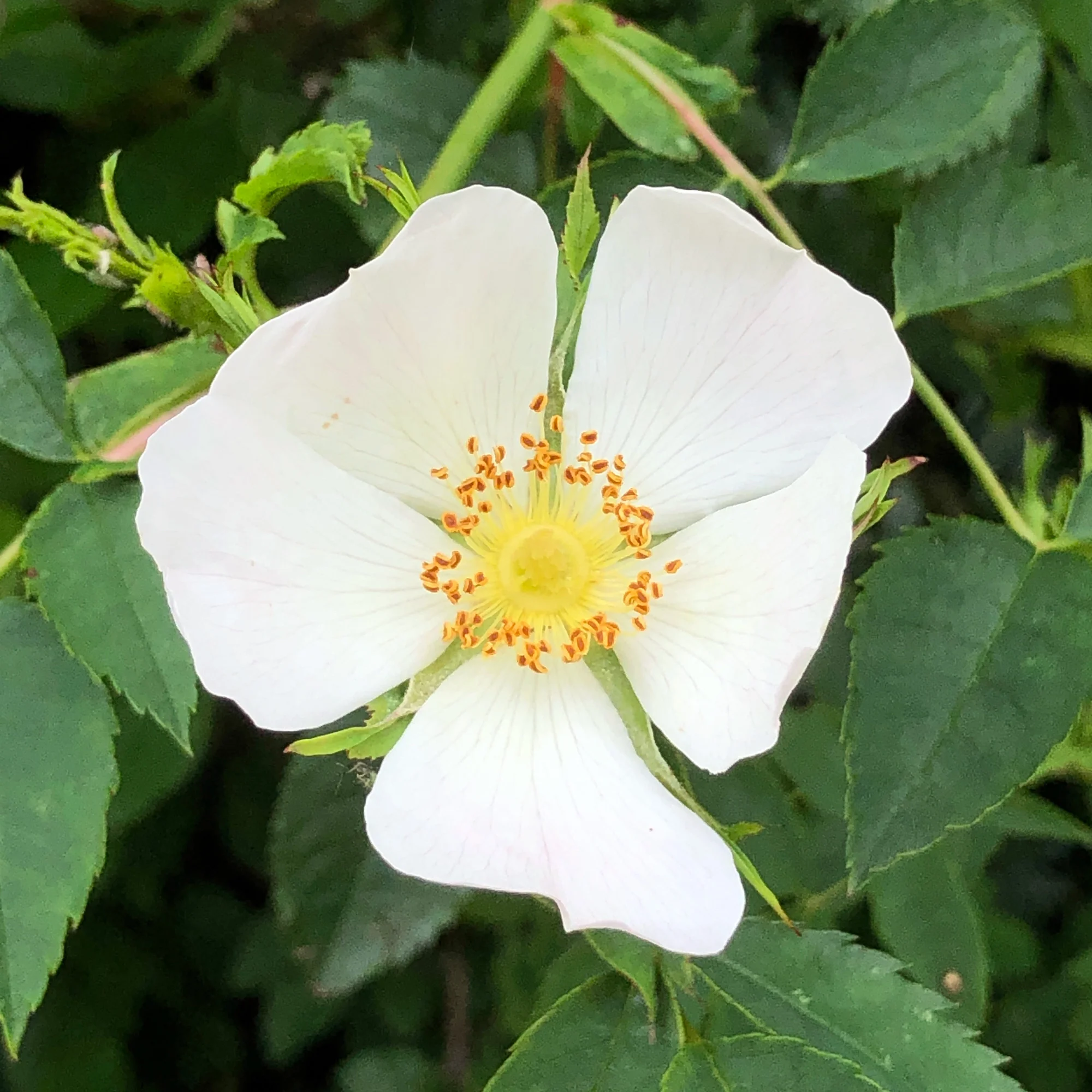 Dog Rose