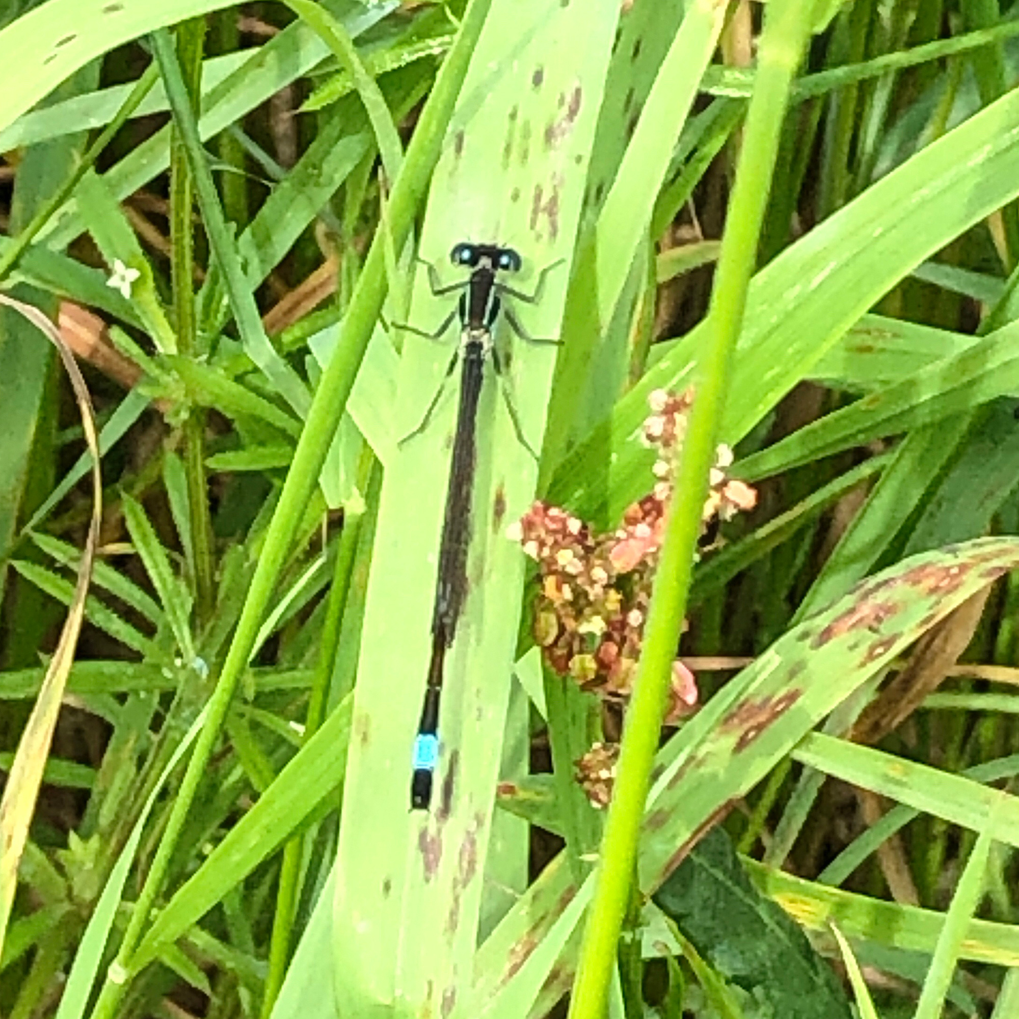 Dragonfly