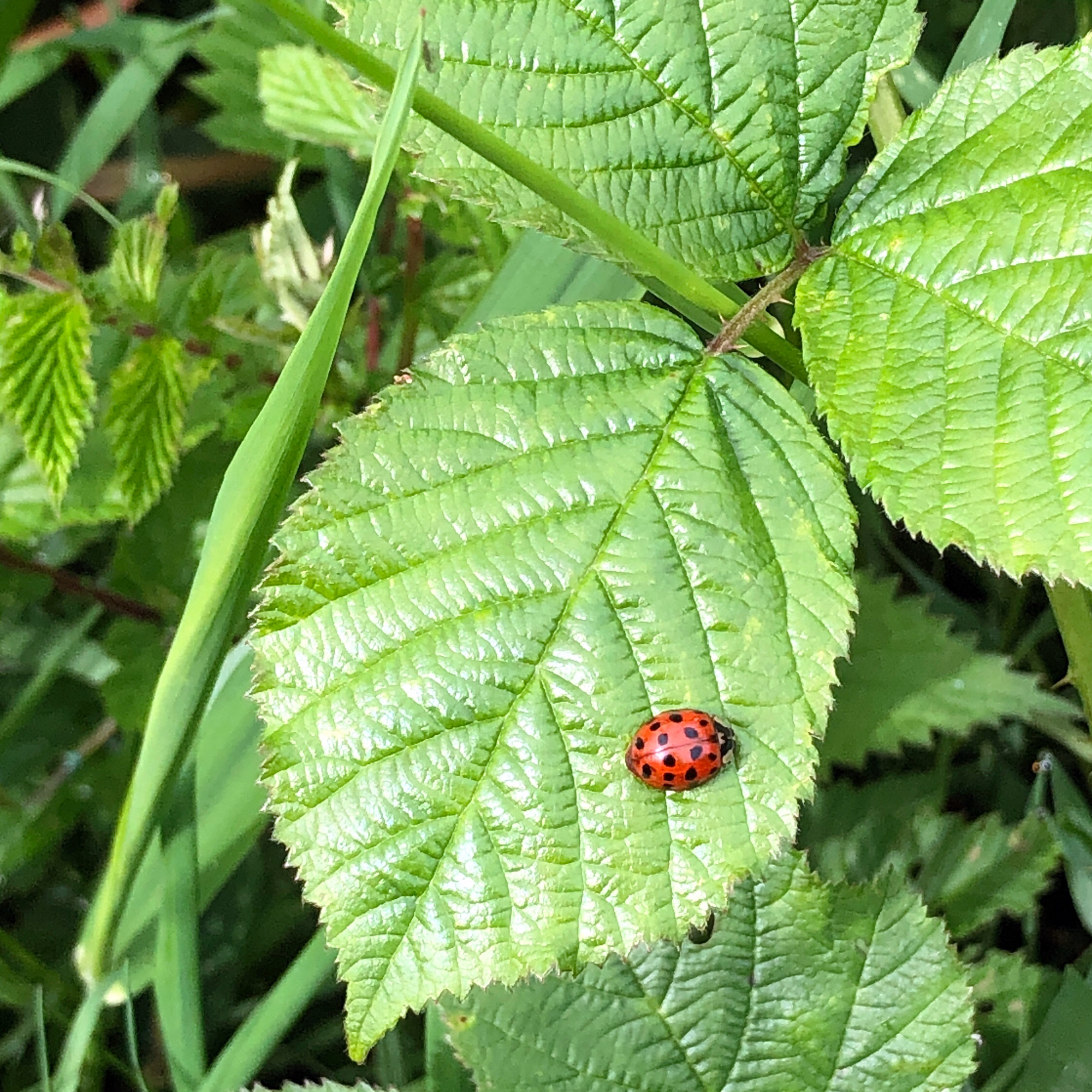 Ladybird