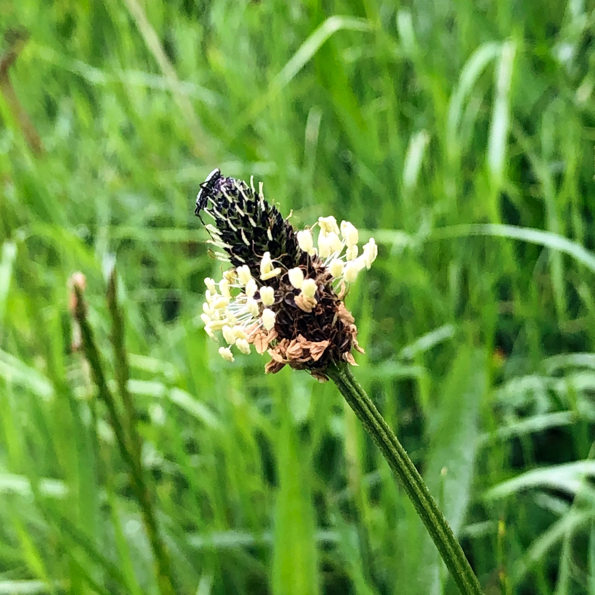 Seed Head