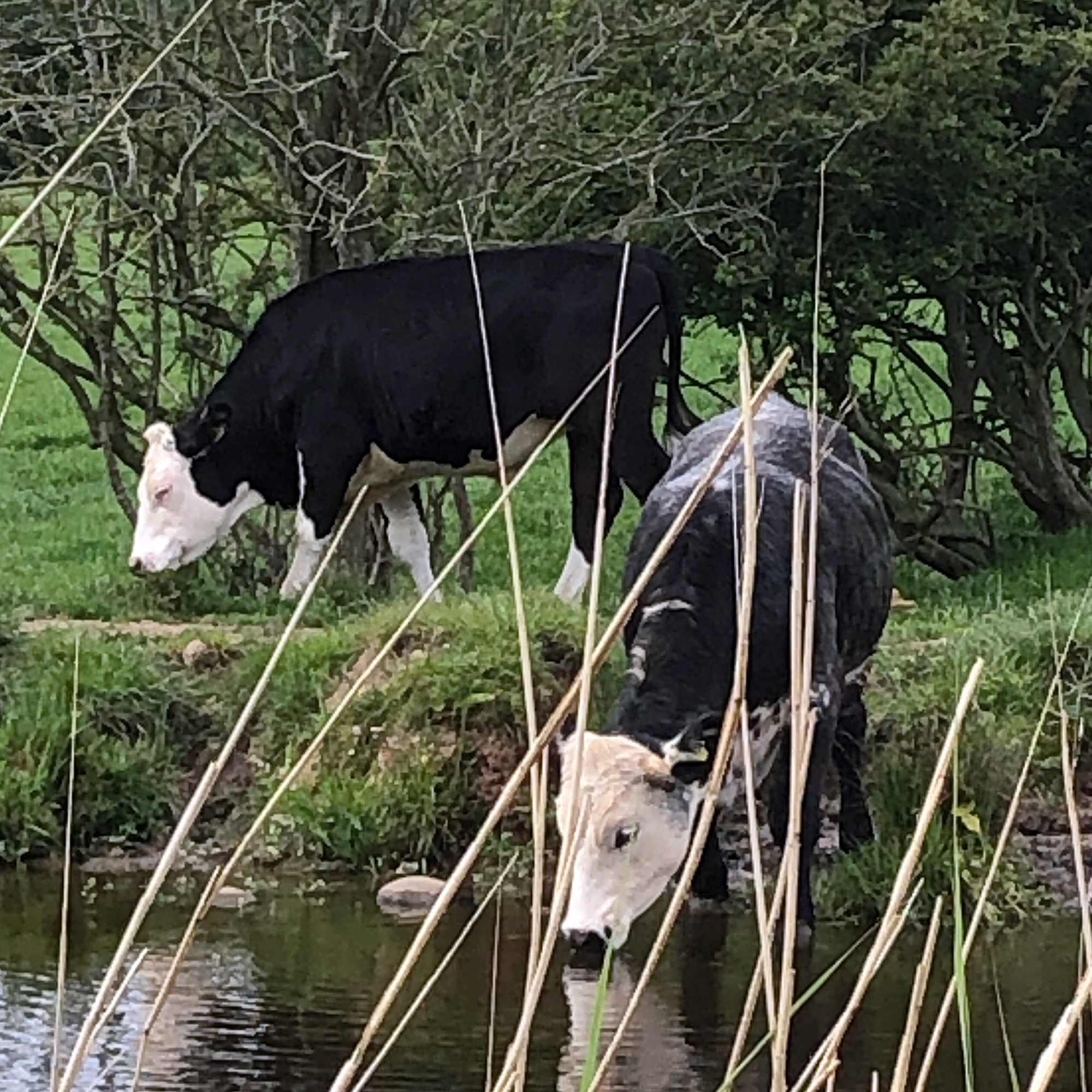 Steer