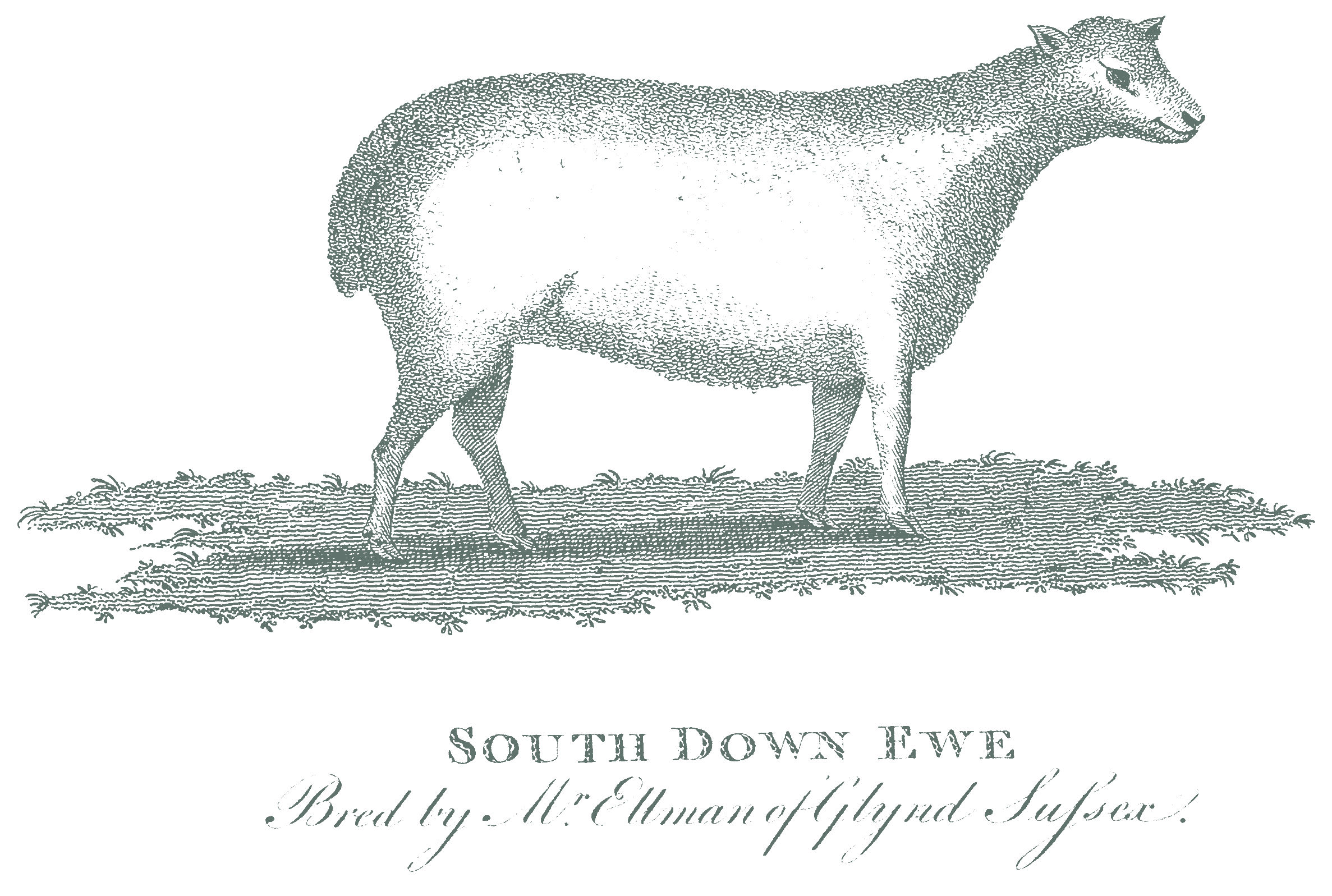 south-downs-sheep.png
