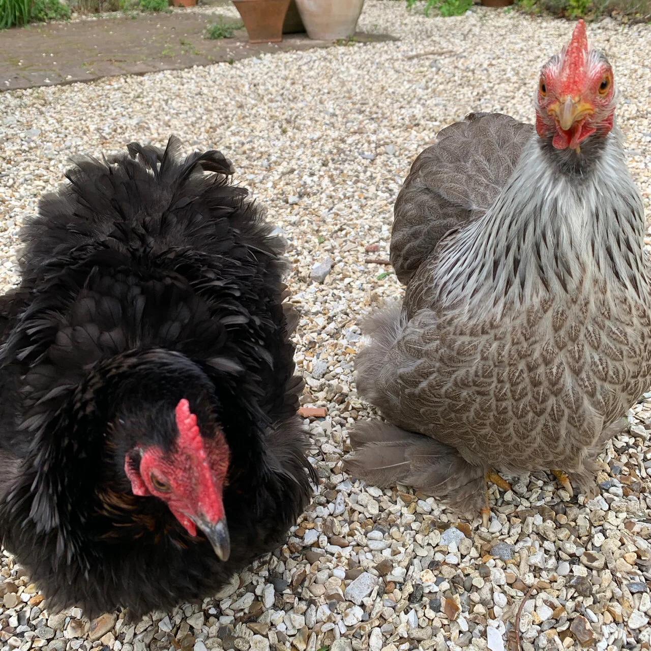 Chickens in yard.jpg