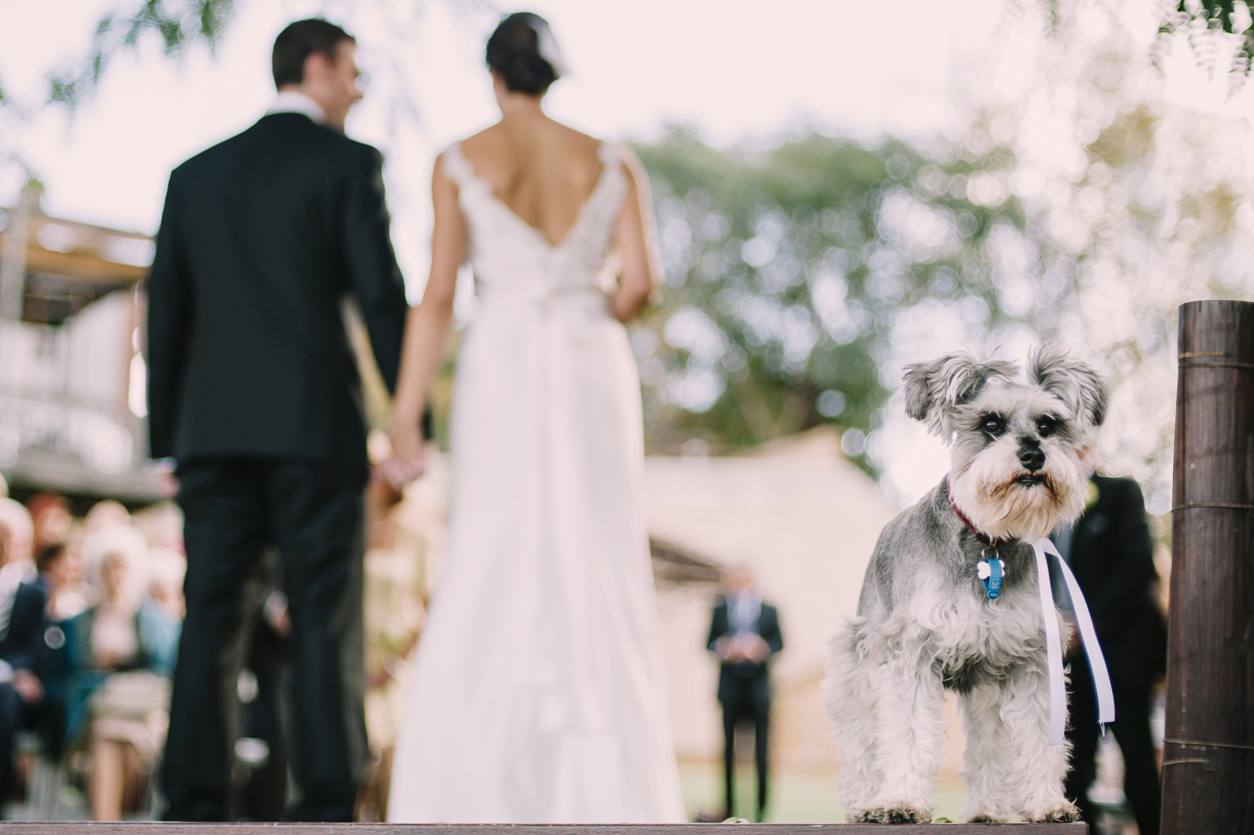 Fur Baby at wedding