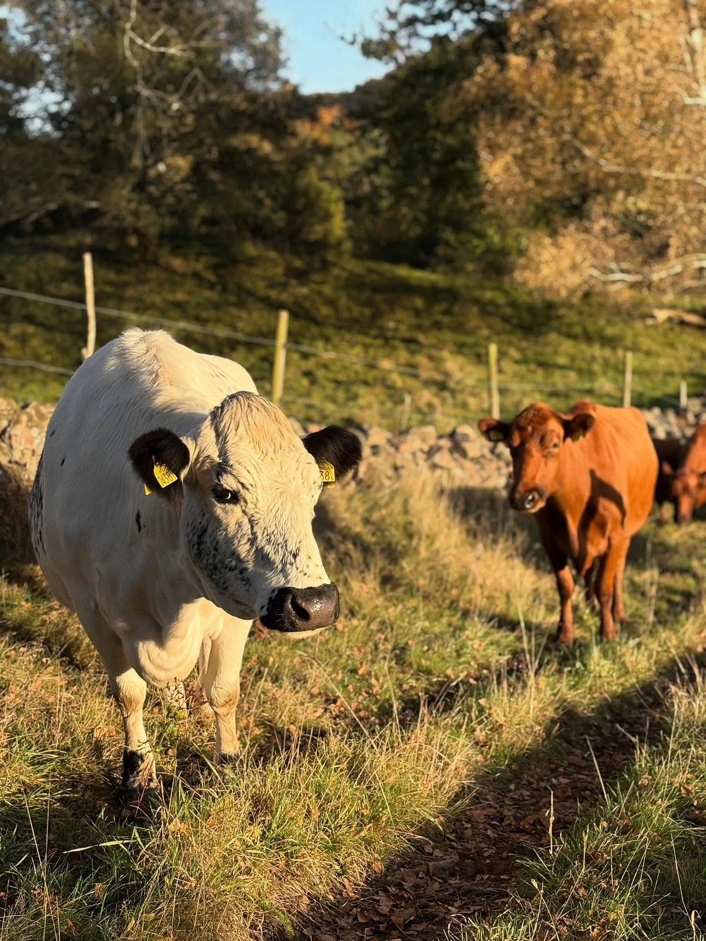 På ett par sträckor tvärs över Sinarpsdalen har vi anlagda så kallade fägator. Några är uråldriga med stengärden på båda sidor, den här är nyare med elstängsel läng