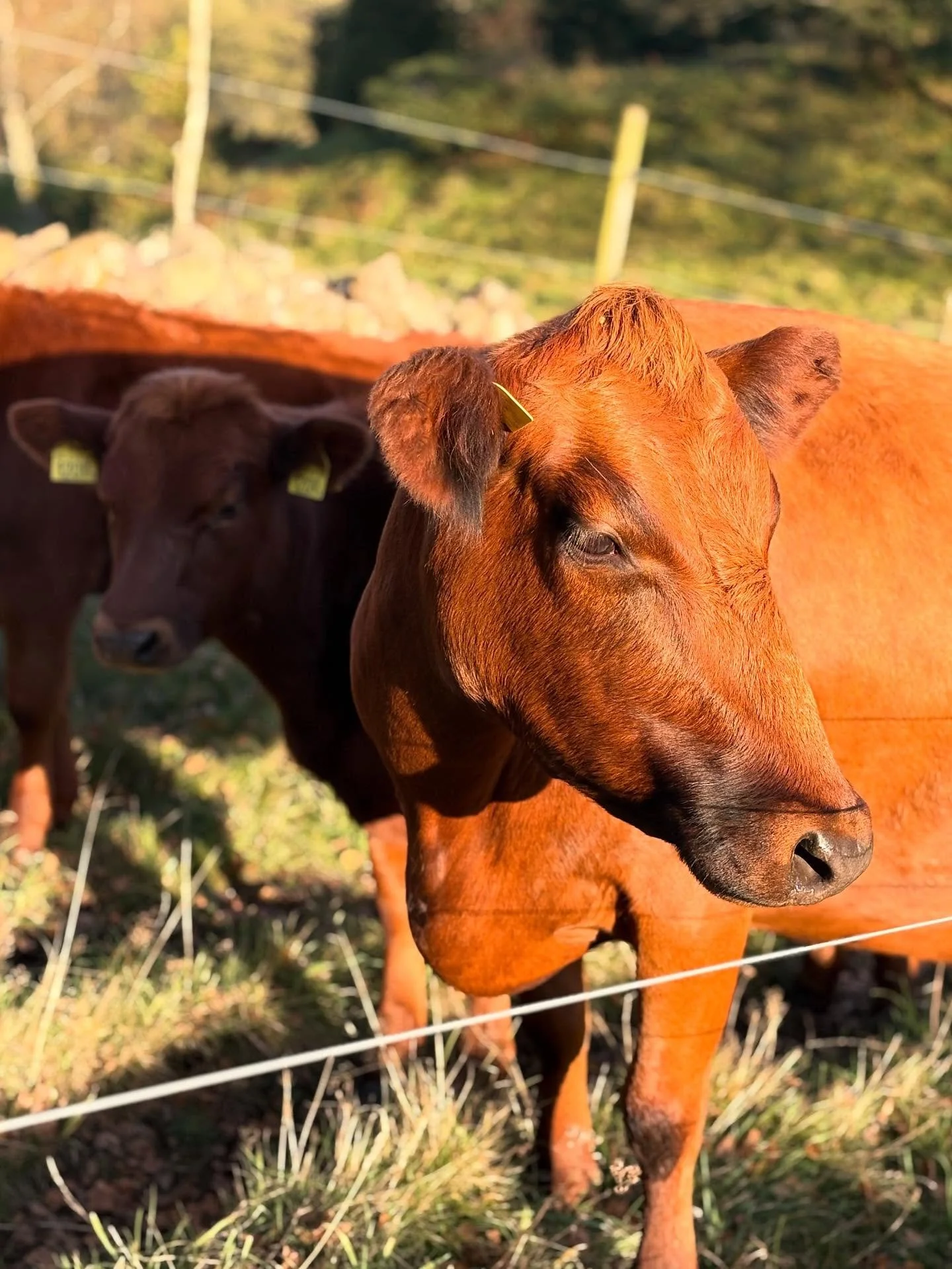 Rödkullan! Varför valde vi henne? En gammal lantras, som i slutet av 1900-talet stod vid randen av utrotning. En riktig hederlig hushållsko - med gott lynne, lätta kalvningar, duktig på att beta (det vill säga kan livn