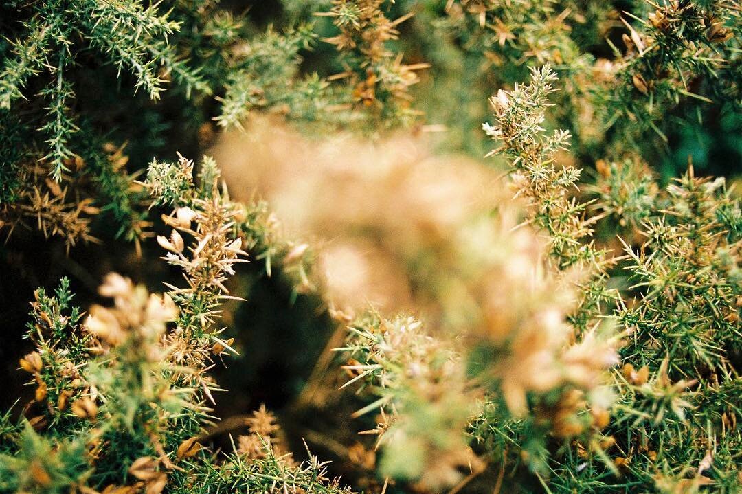 #frenchweddingphotographer #analogwedding #filmweddingphotography #filmweddingphotographer #weddingphotojournalism #moodywedding #moodyweddingphotographer #instabride2019 #naturewedding #junebugcommunity #junebugwedding