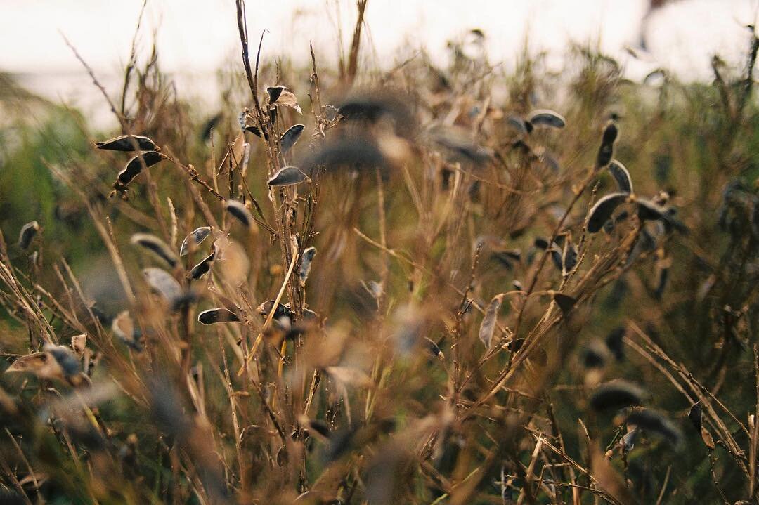 #frenchweddingphotographer #analogwedding #filmweddingphotography #filmweddingphotographer #weddingphotojournalism #moodywedding #moodyweddingphotographer #instabride2019 #naturewedding #junebugcommunity #junebugwedding