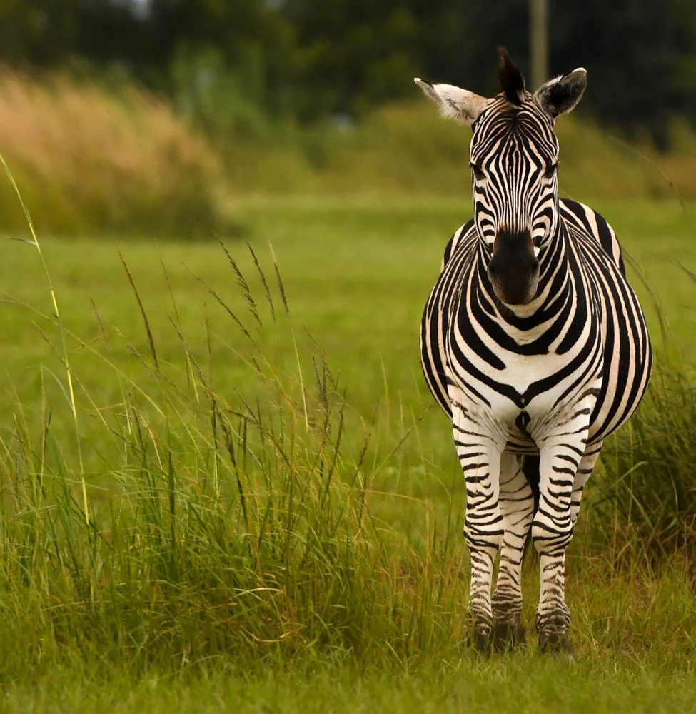 2019_April-untitled shoot4310.JPG