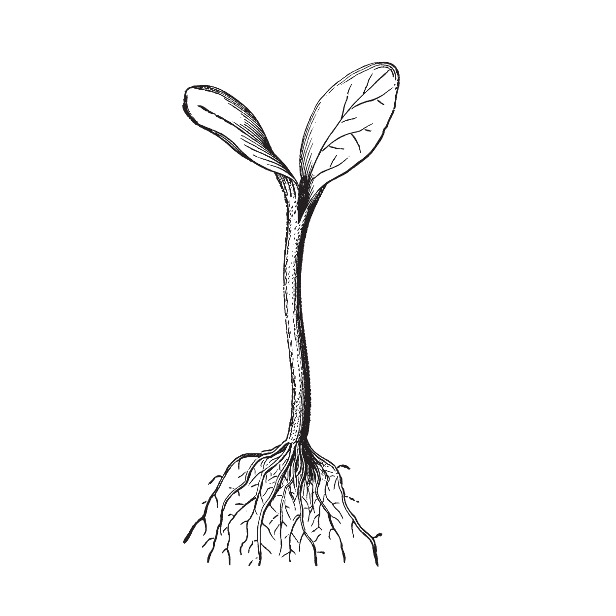 Contact — Sprouted Health