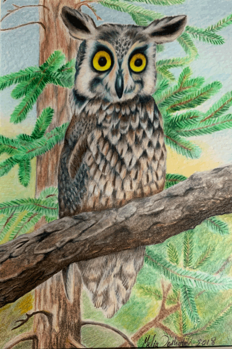 Permanently Astonished Owl (PAO)