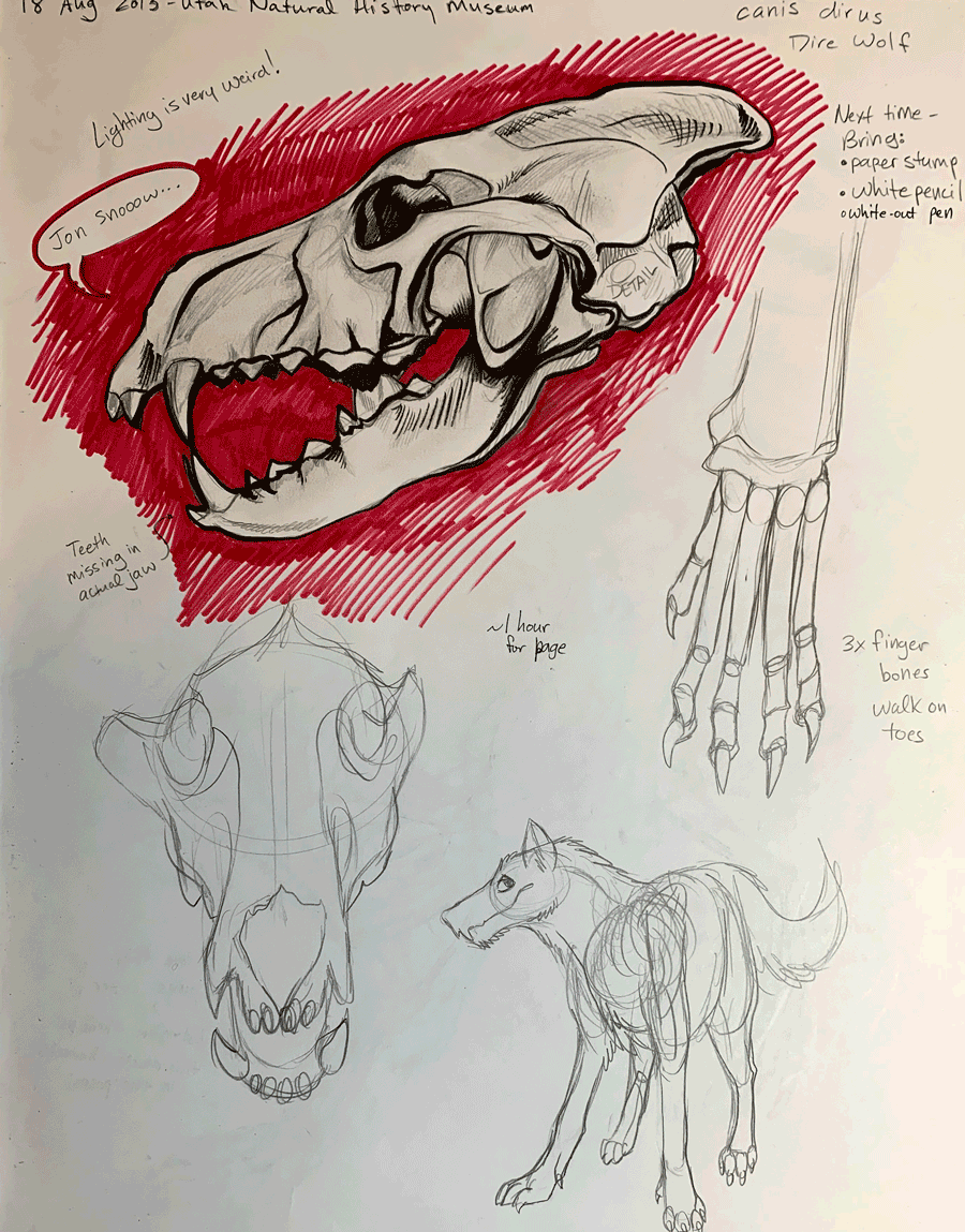 Dire wolf sketches