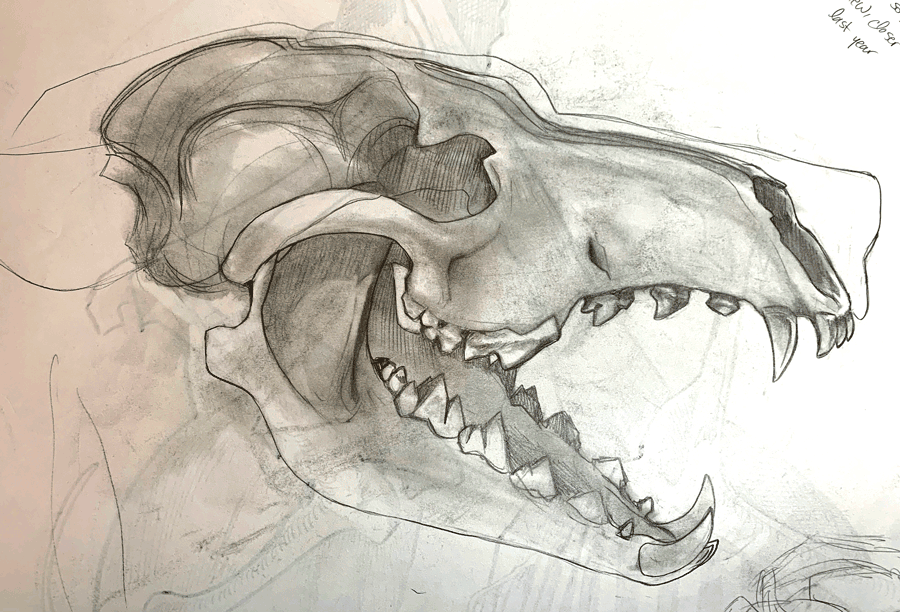 Dire wolf skull