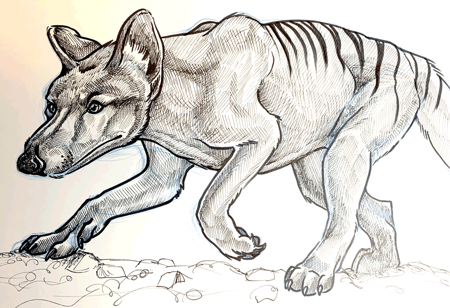 Thylacine