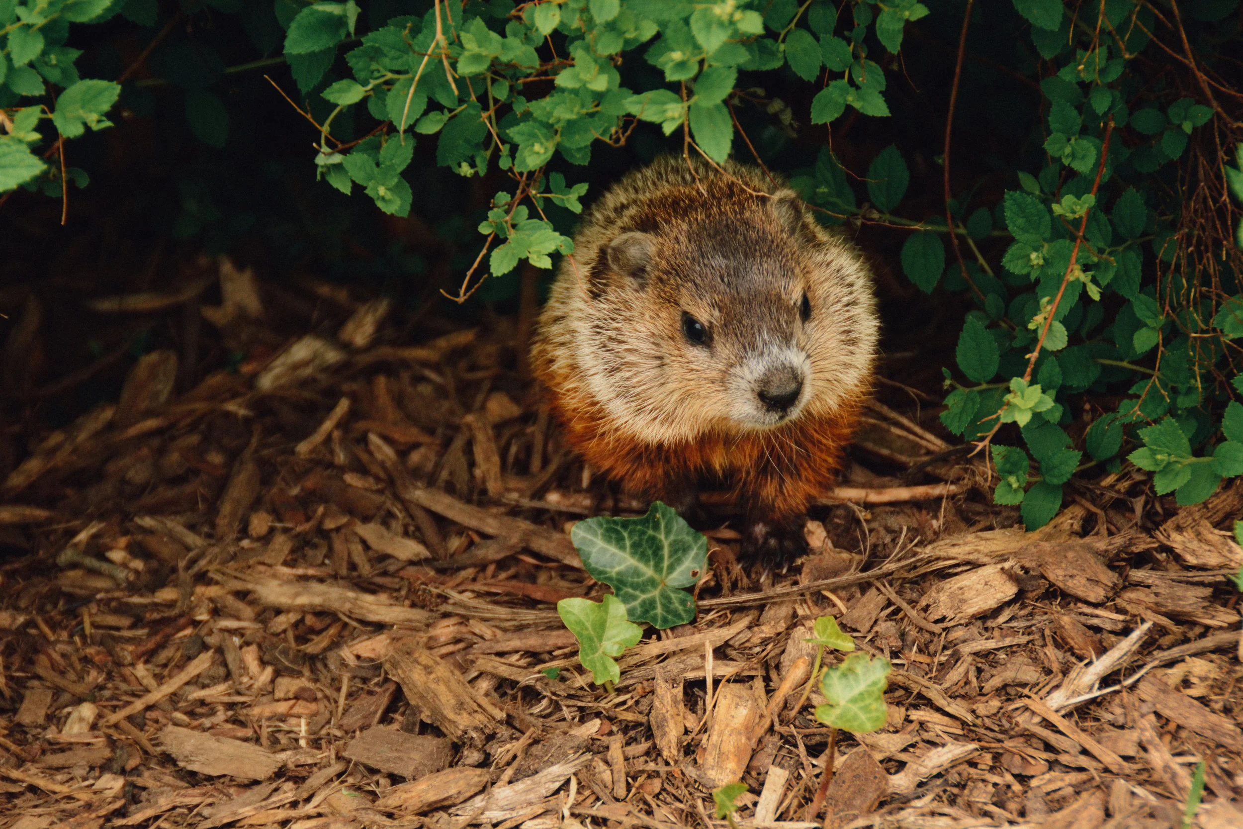 No Matter What the Groundhog Says... You Should Sell Before Spring! 