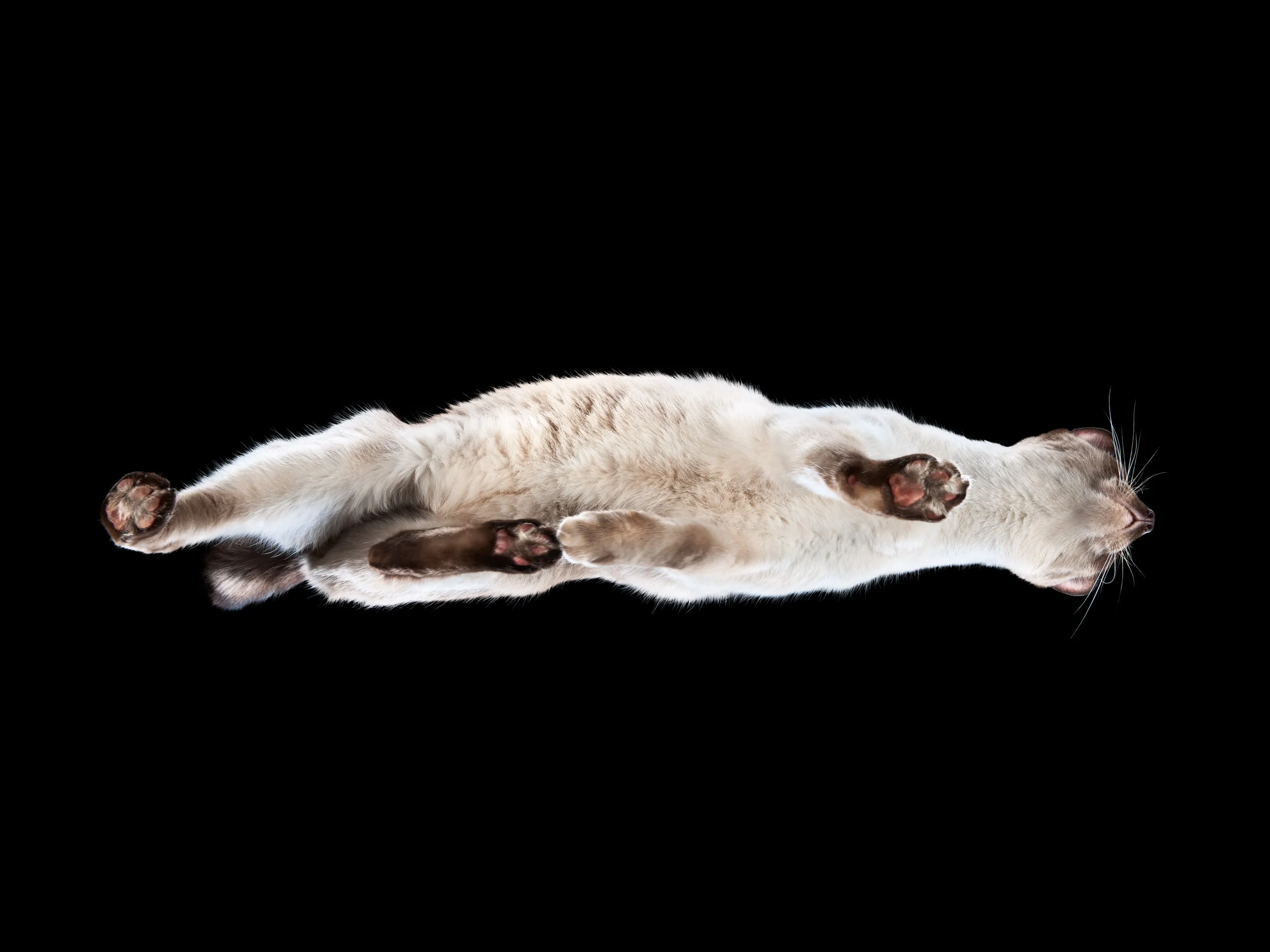 Editorial Pets