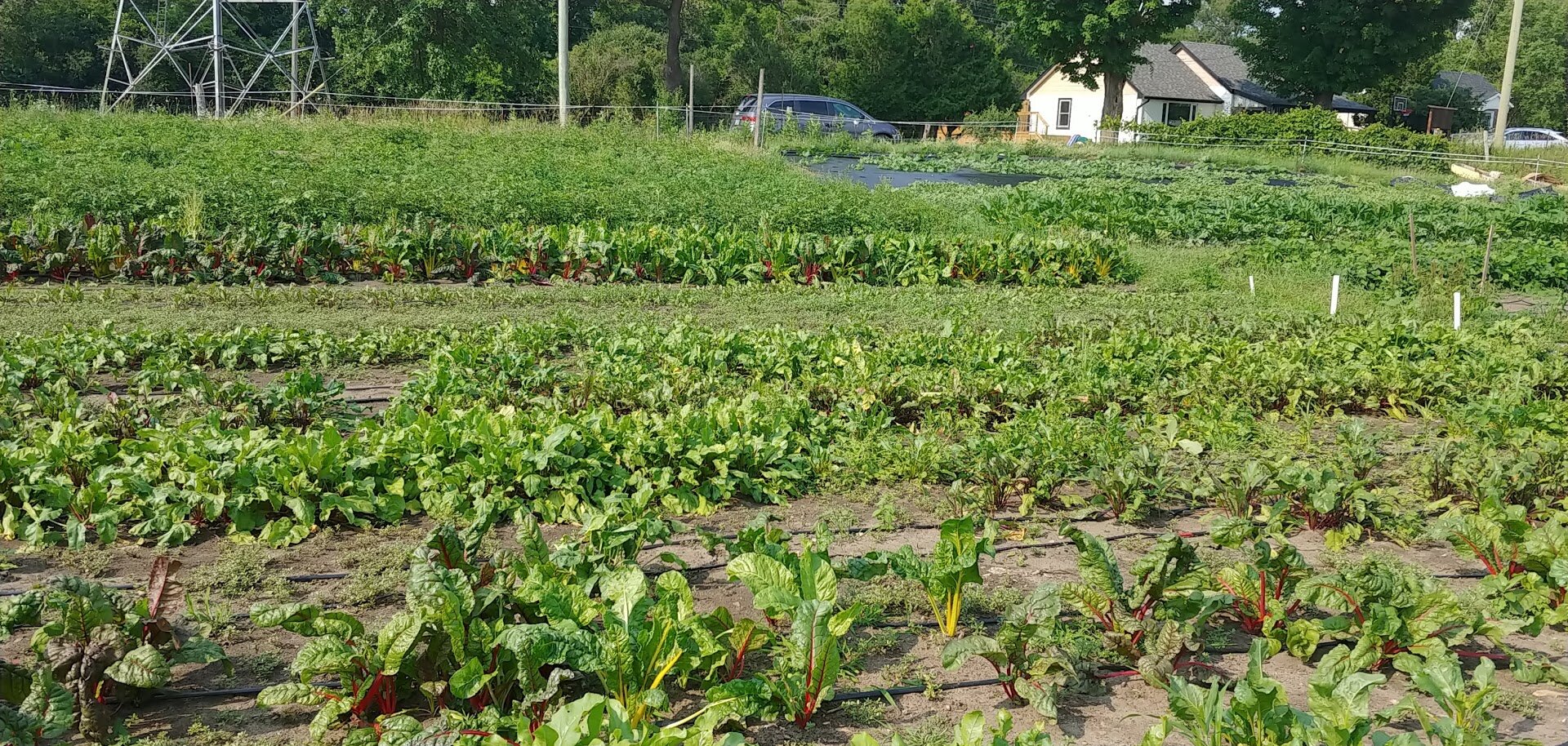  Rows of chard and beats. 