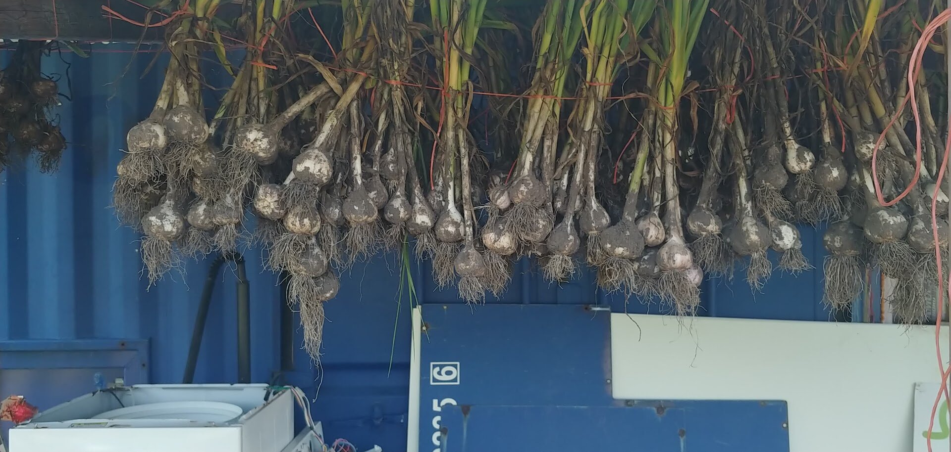  Garlic curing next to the market stand 