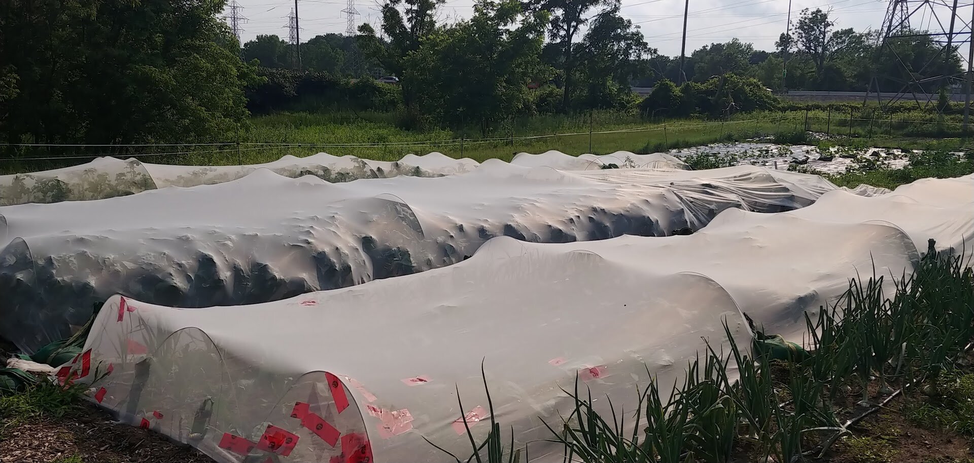  Brassicas under insect netting (kale, cabbage, kohlrabi) 