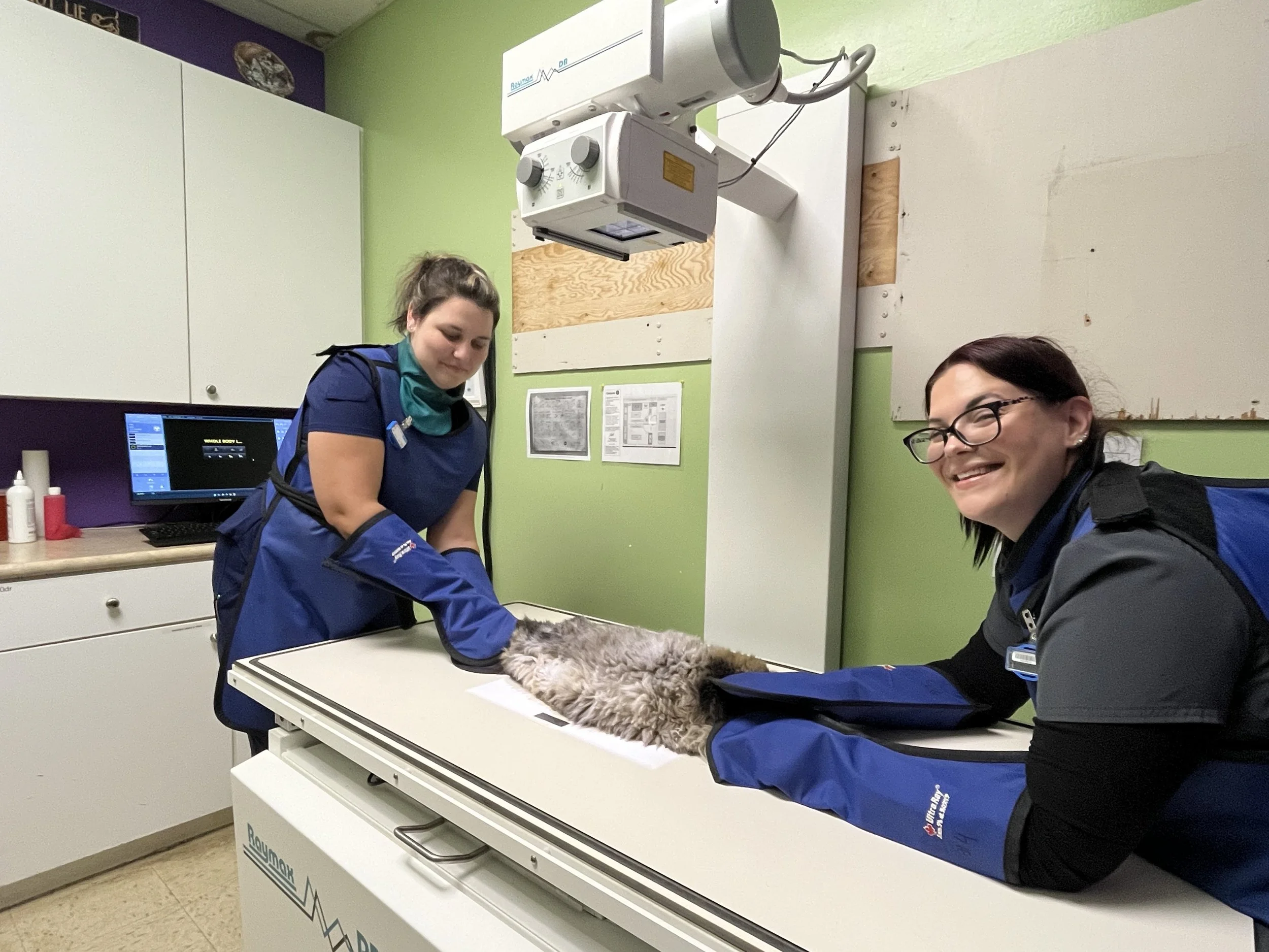 EVAH - Enhancing Accessible Veterinary Care in London