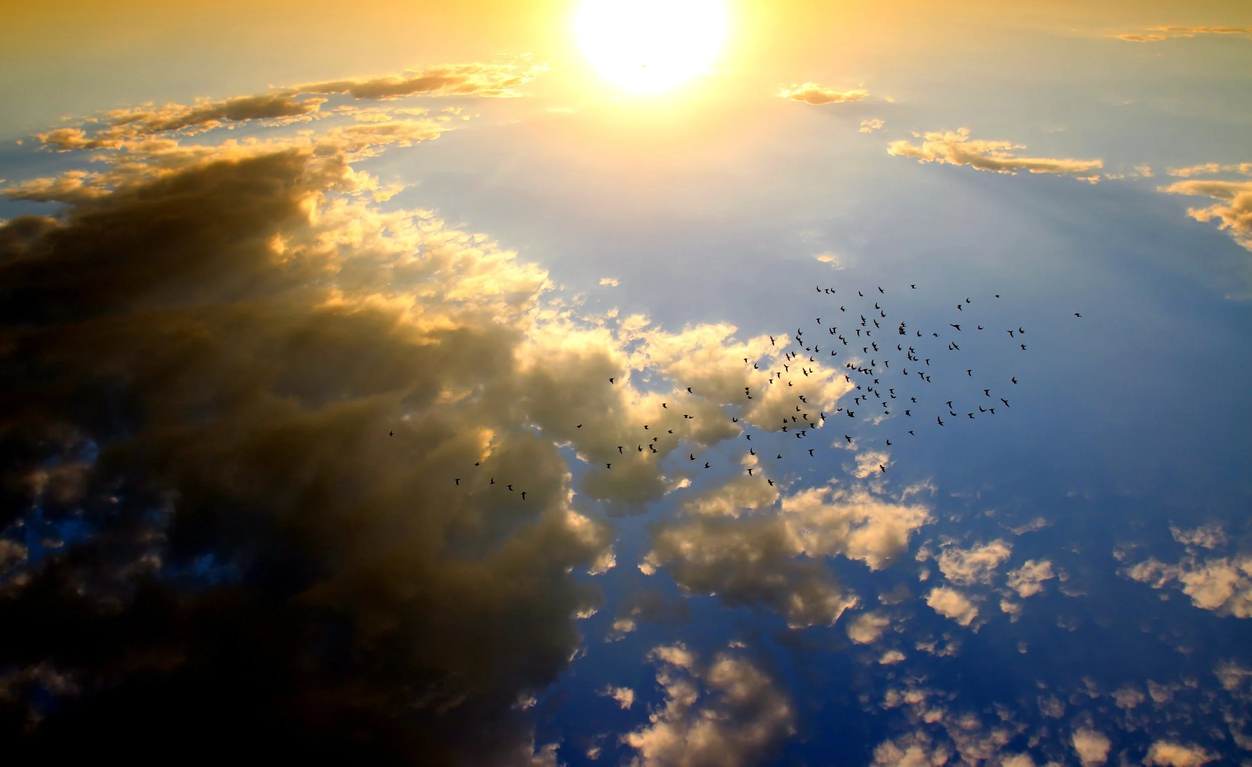 atmosphere-birds-bright-185493.jpg
