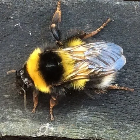 Just Bee...🐝🙏
