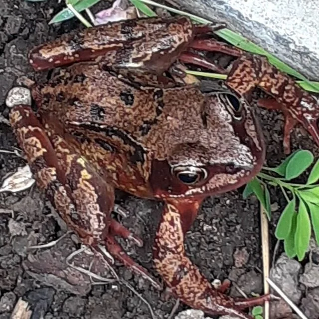 Hopped up to say hello whilst I was gardening 🐸...
Reminding me to include Mandukasana, frog pose,  in my yoga practice 🧘&zwj;♀️...
Namaste 🙏💚