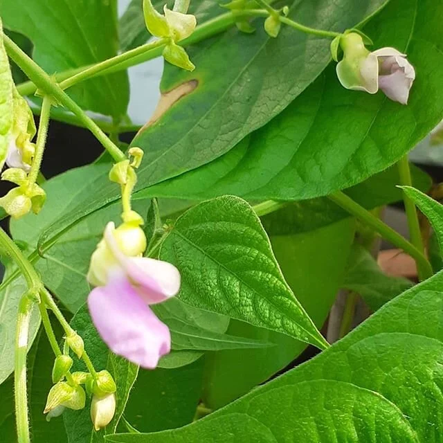 The beauty of nature.
Flowers turning into beans and tomatoes.
My own 'Good Life'. 🙏💚🍅🙏