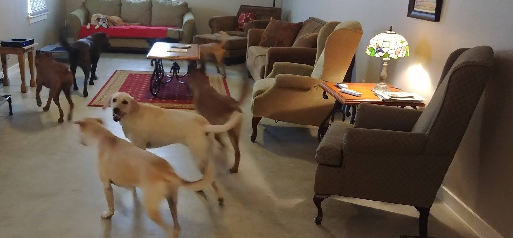 Dogs in lounge area 2.jpg