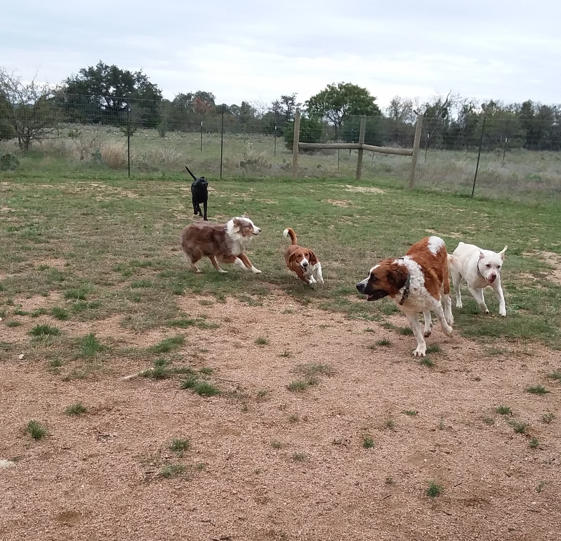 Tamara's dogs & Wally.jpg