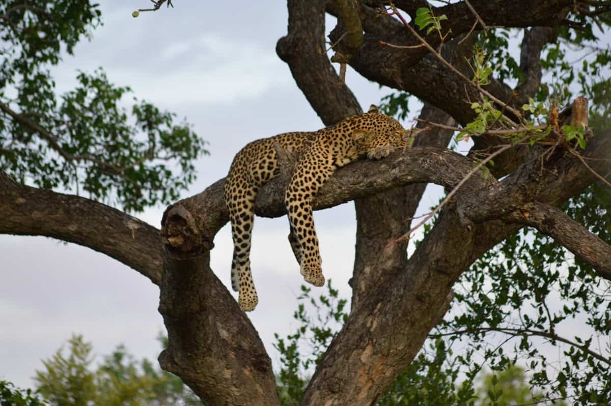 Kapama-Wildlife-Big-Five-Leopard-4.jpg