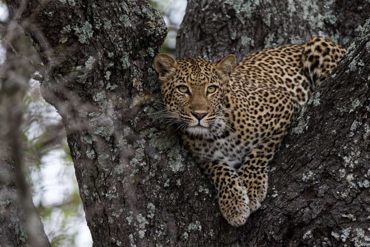 Kapama-Wildlife-Big-Five-Leopard-23.jpg
