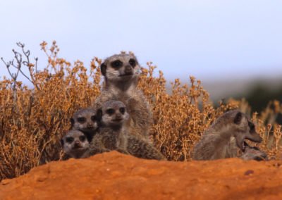 meerkat-adventures-400x284.jpg