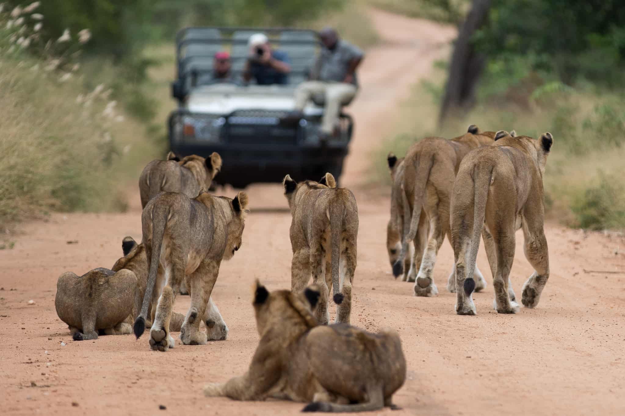 Safari Getaway