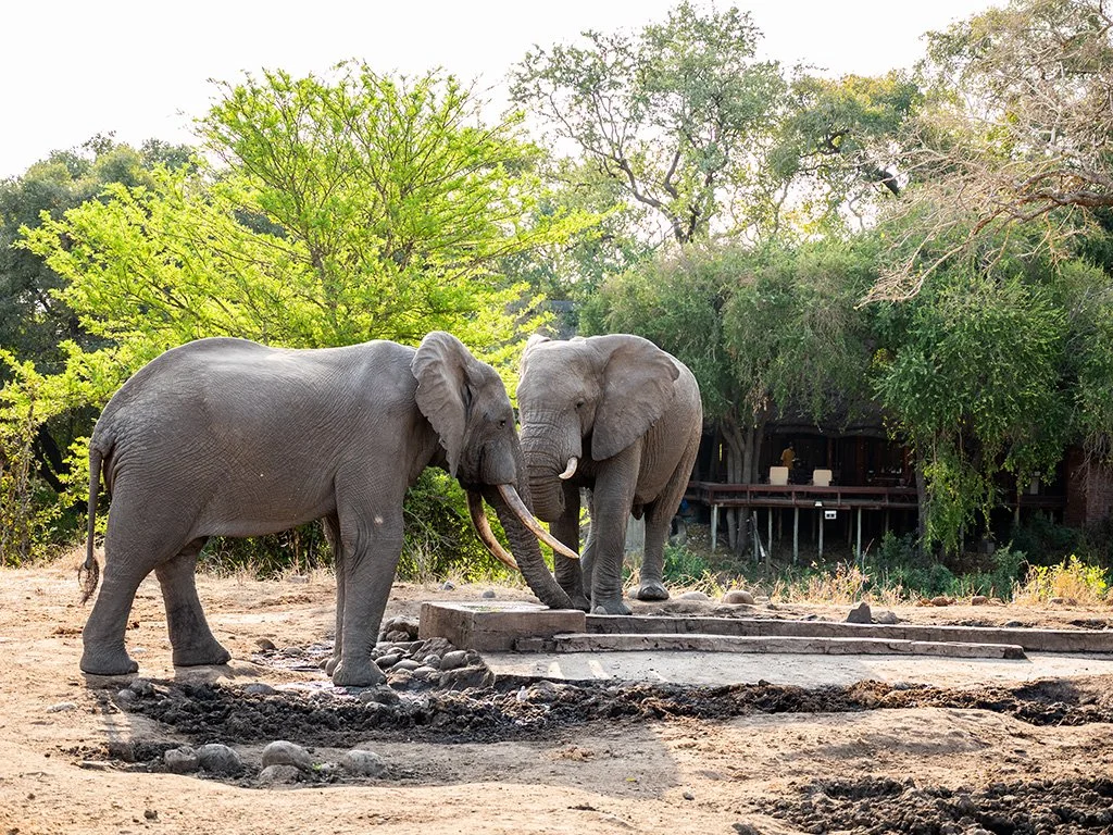 ImbalSAfrai-Lodge-Safari-experience-elephants.jpg