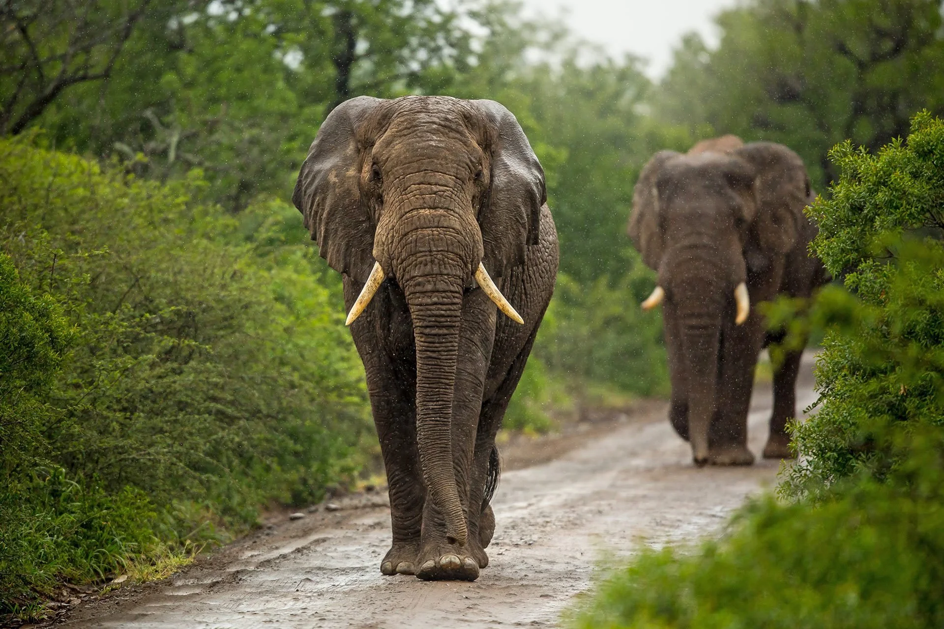 elephants upclose.jpg