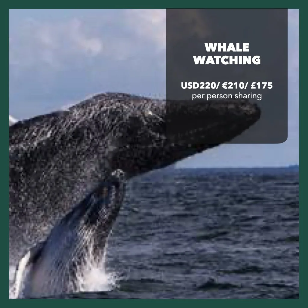 Whale Watching & Big 5 Ocean Safari