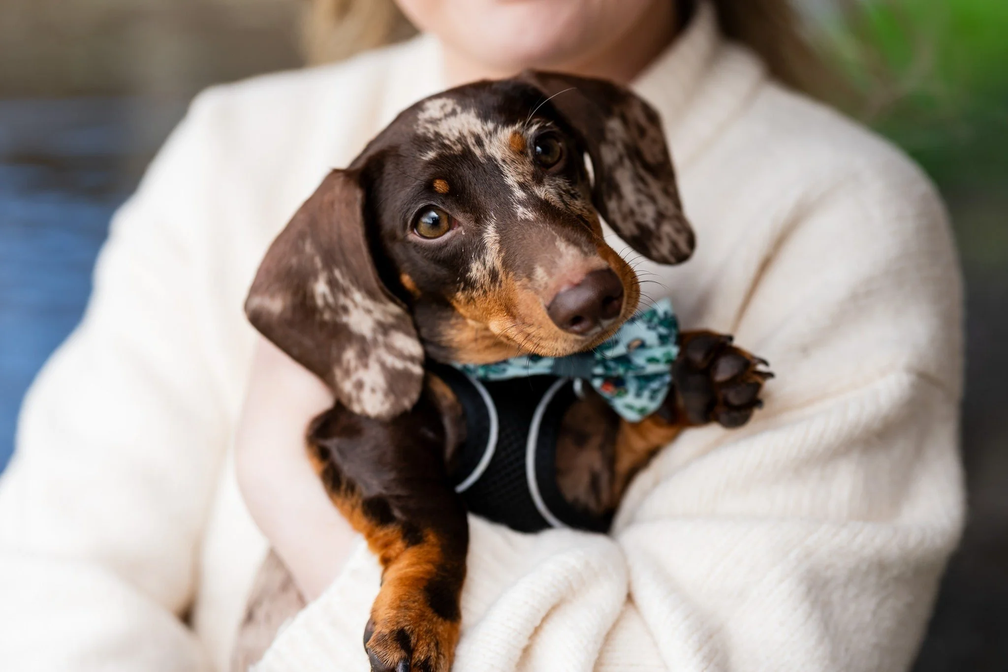 Said it before, I'll say it again;
Dogs on Pre-Weds rock 🤘
.
.
.
#worcestershireweddingphotographer  #warwickshireweddingphotographer