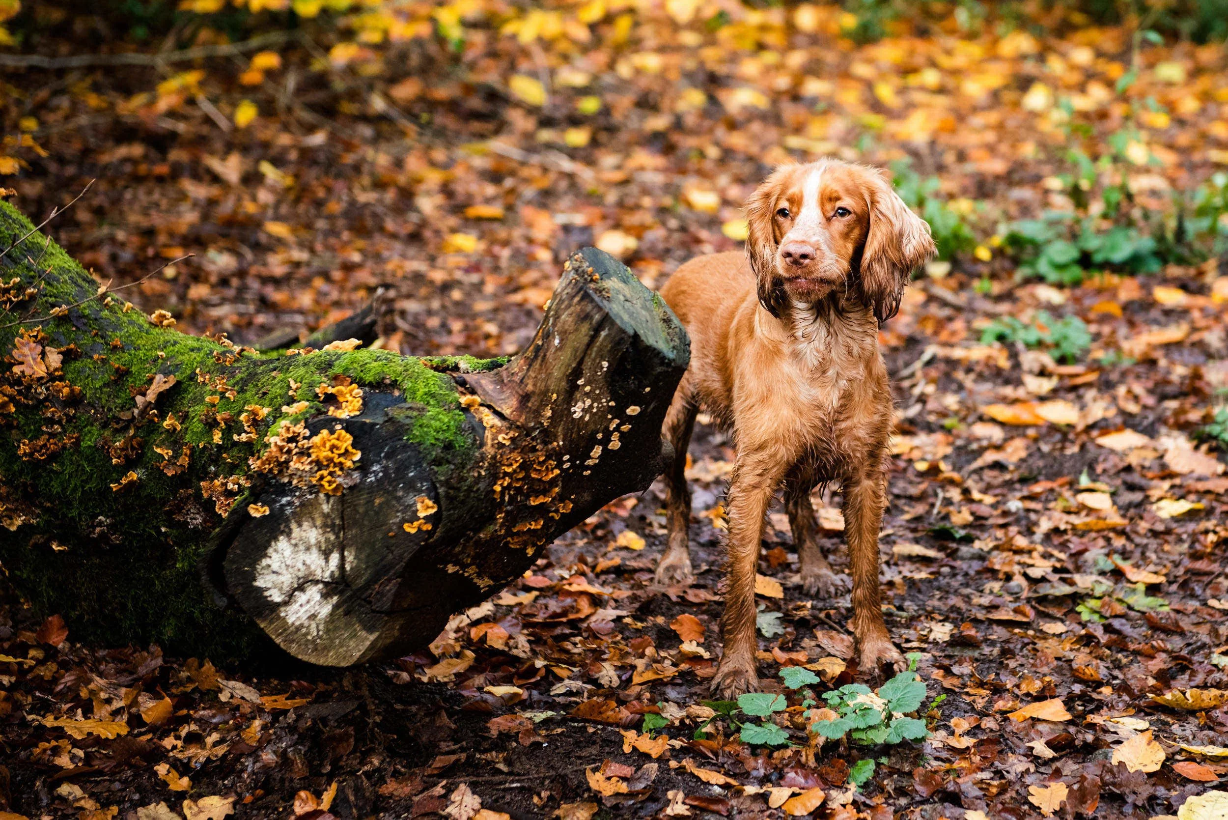 A wet brown dog standing next to a moss-covered fallen tree trunk in a forest with fallen autumn leaves.