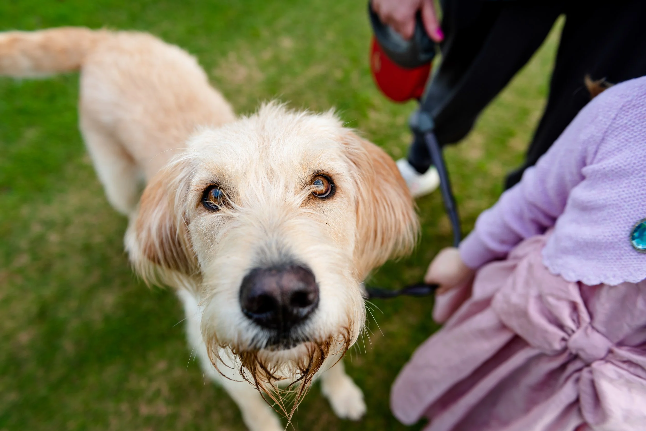 A dog with light-colored fur looking up at the camera, held by a person wearing a pink jacket, with another person in black and red in the background, outdoors on a grassy area.