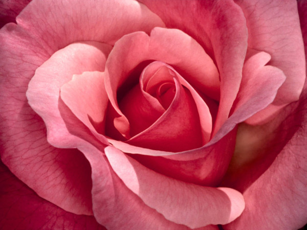 pink-roses-3.jpg
