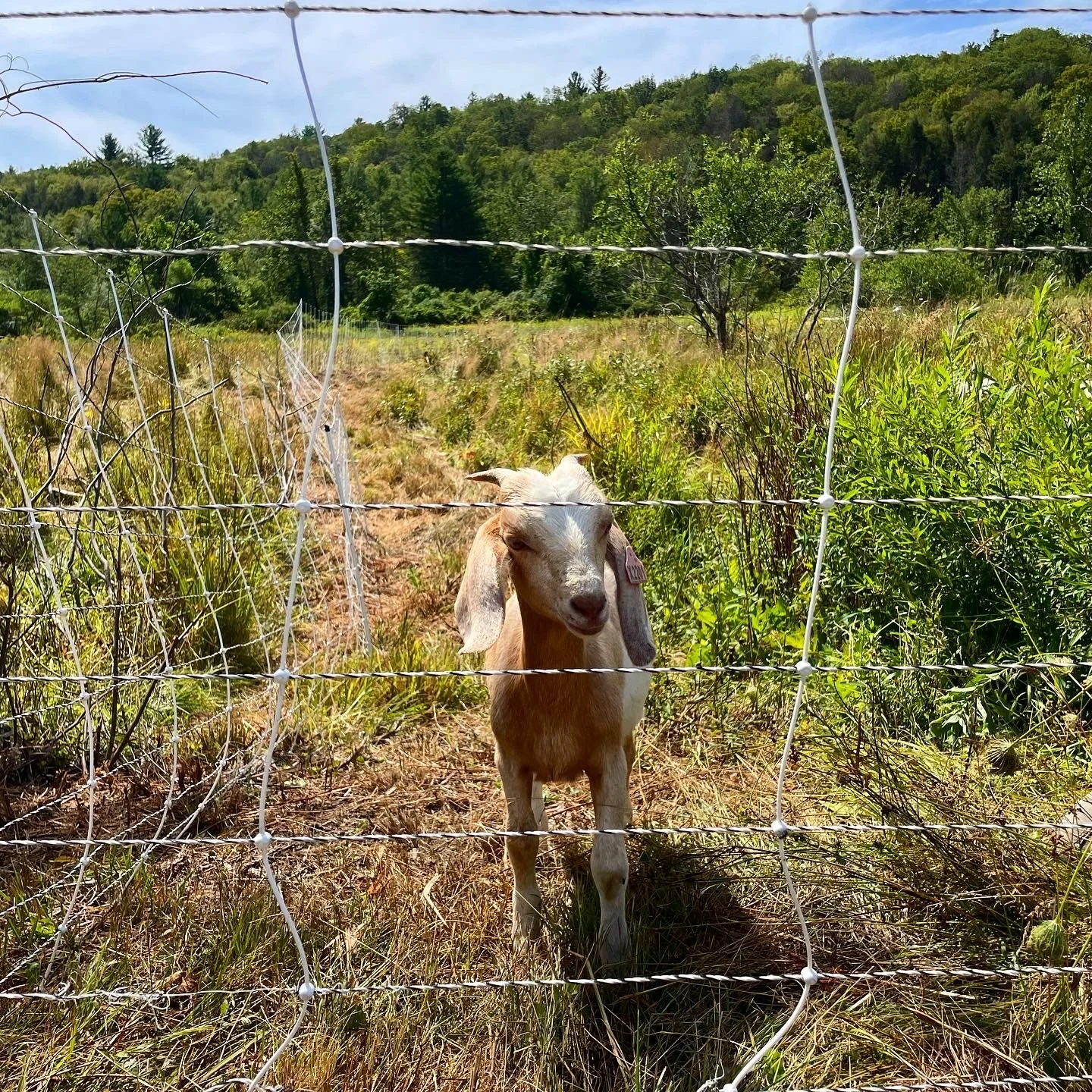 Episode 191: GOAT