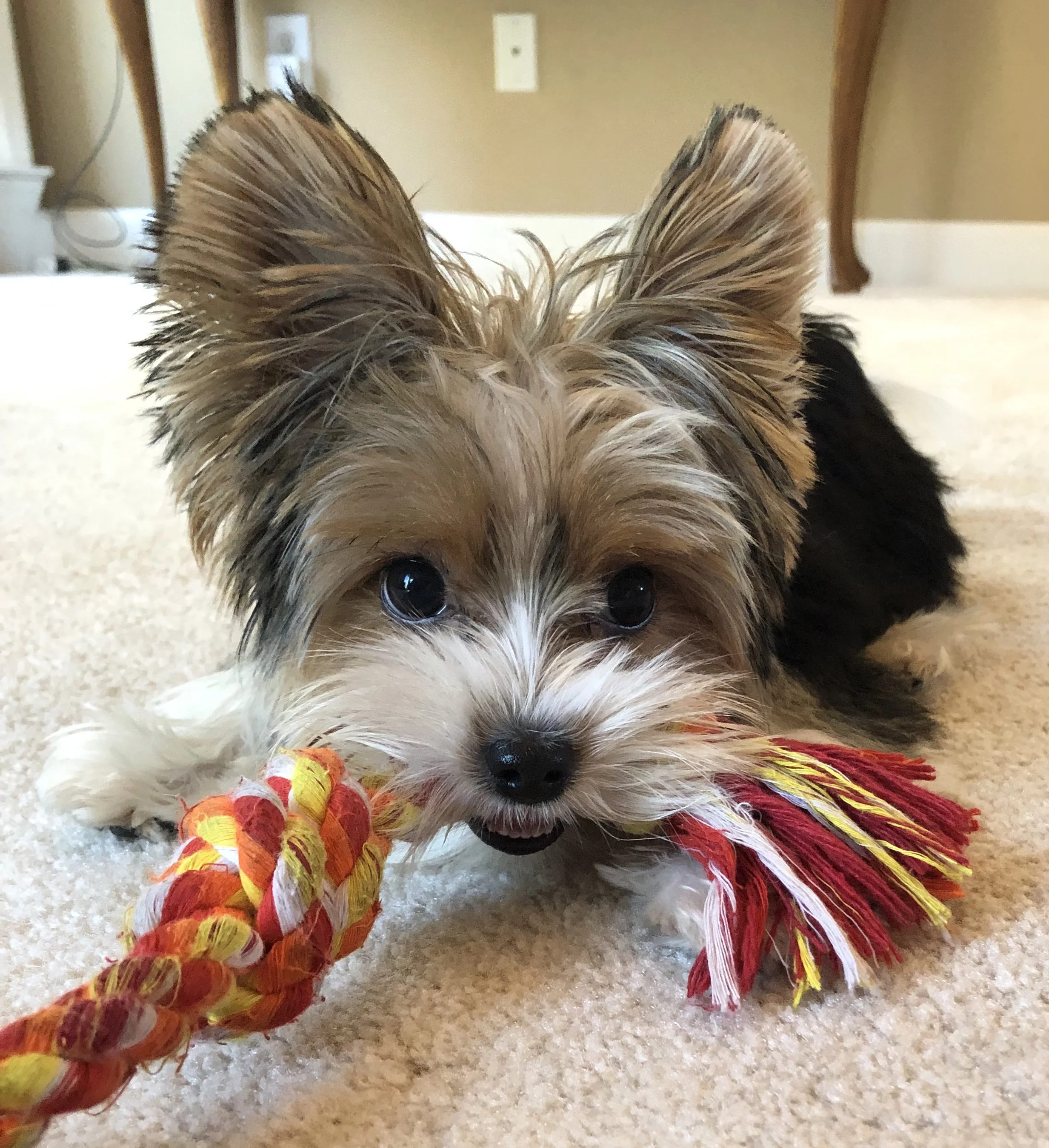 smol slipper.jpg