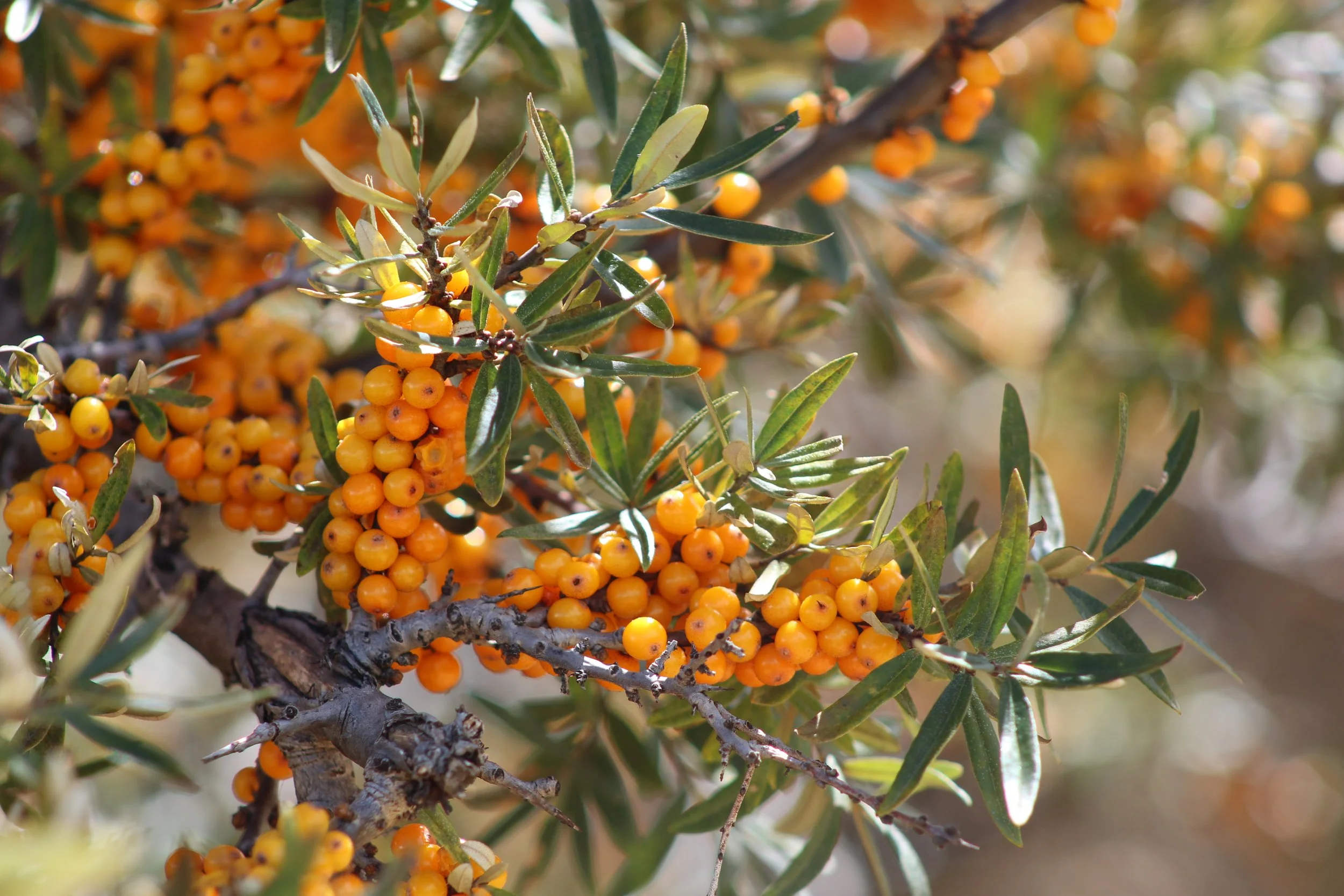 seabuckthorn.JPG