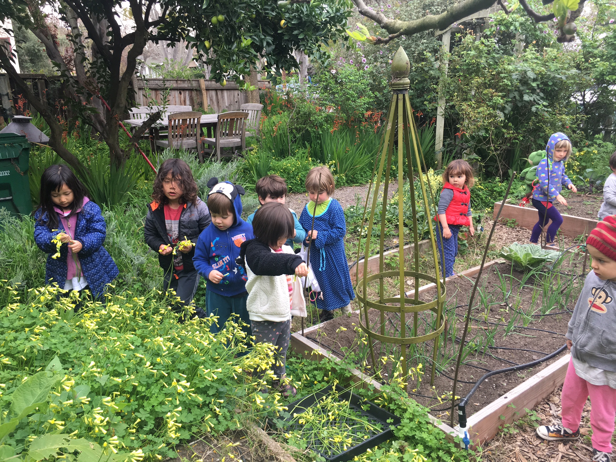 Nichole  Talbott - NaturalDied_Oxsalis1.jpeg